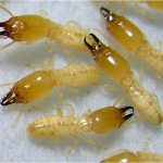 subterrian termites